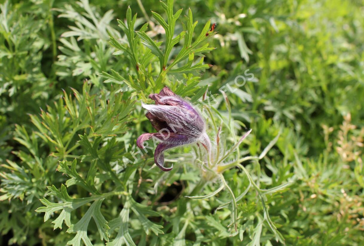Koniklec obecný 'Violet Blue' - Pulsatilla vulgaris 'Violet Blue'