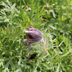 Koniklec obecný 'Violet Blue' - Pulsatilla vulgaris 'Violet Blue'