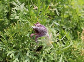 Koniklec obecný 'Violet Blue' - Pulsatilla vulgaris 'Violet Blue'