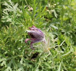 Koniklec obecný 'Violet Blue' - Pulsatilla vulgaris 'Violet Blue'