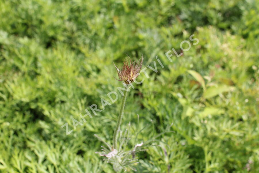 Koniklec obecný 'Violet Blue' - Pulsatilla vulgaris 'Violet Blue'