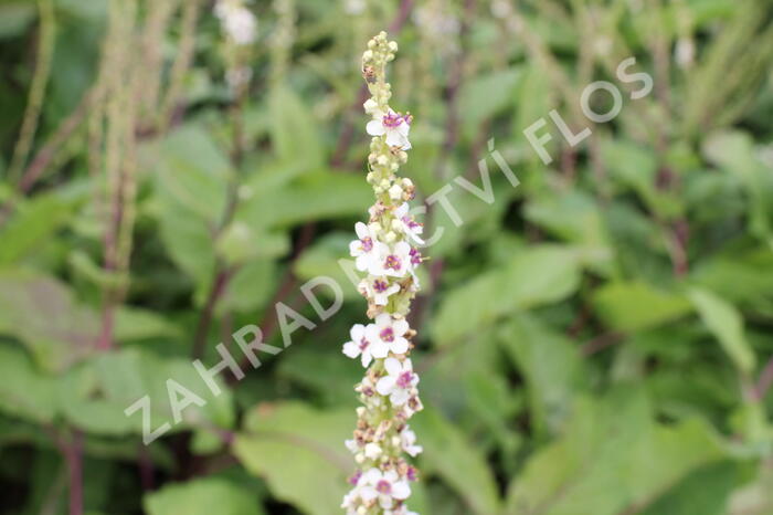 Divizna jižní 'Wedding Candles' - Verbascum chaixii 'Wedding Candles'