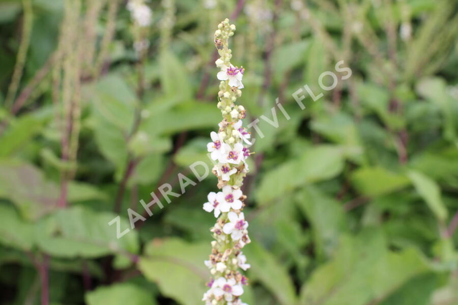 Divizna jižní 'Wedding Candles' - Verbascum chaixii 'Wedding Candles'