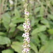 Divizna jižní 'Wedding Candles' - Verbascum chaixii 'Wedding Candles'