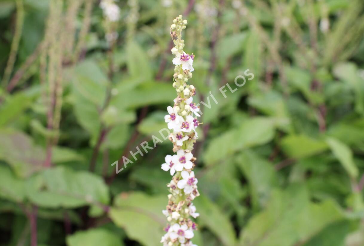 Divizna jižní 'Wedding Candles' - Verbascum chaixii 'Wedding Candles'
