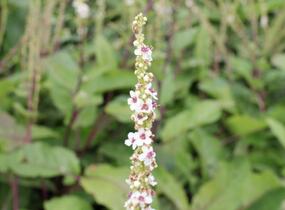 Divizna jižní 'Wedding Candles' - Verbascum chaixii 'Wedding Candles'