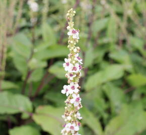 Divizna jižní 'Wedding Candles' - Verbascum chaixii 'Wedding Candles'