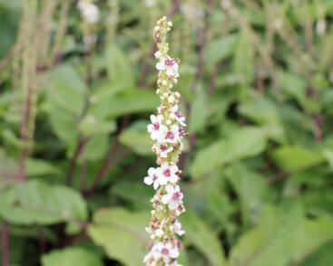 Divizna jižní 'Wedding Candles'