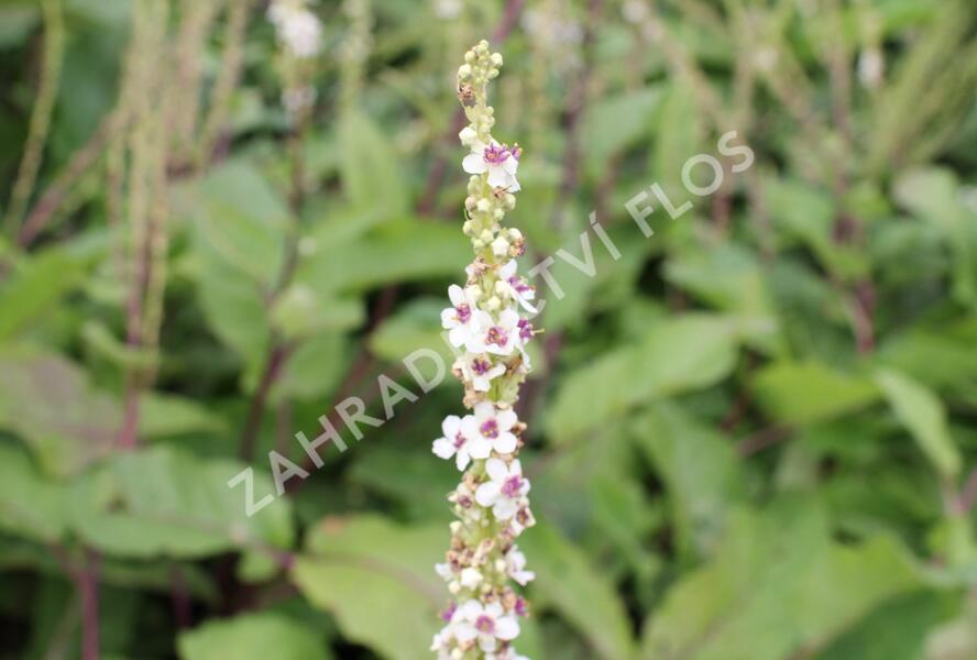 Divizna jižní 'Wedding Candles' - Verbascum chaixii 'Wedding Candles'