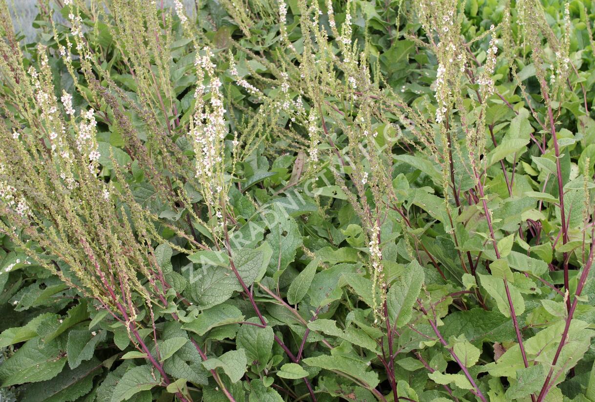Divizna jižní 'Wedding Candles' - Verbascum chaixii 'Wedding Candles'