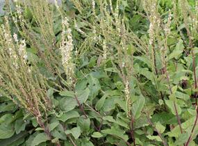 Divizna jižní 'Wedding Candles' - Verbascum chaixii 'Wedding Candles'