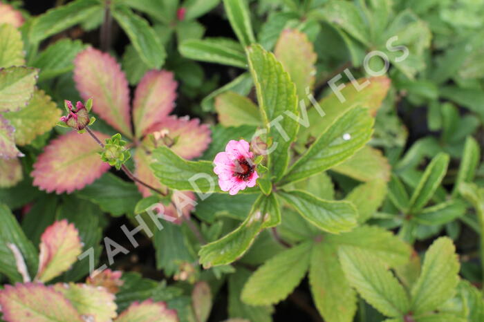 Mochna nepálská 'Miss Willmott' - Potentilla nepalensis 'Miss Willmott'