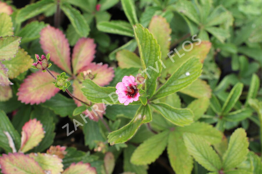 Mochna nepálská 'Miss Willmott' - Potentilla nepalensis 'Miss Willmott'