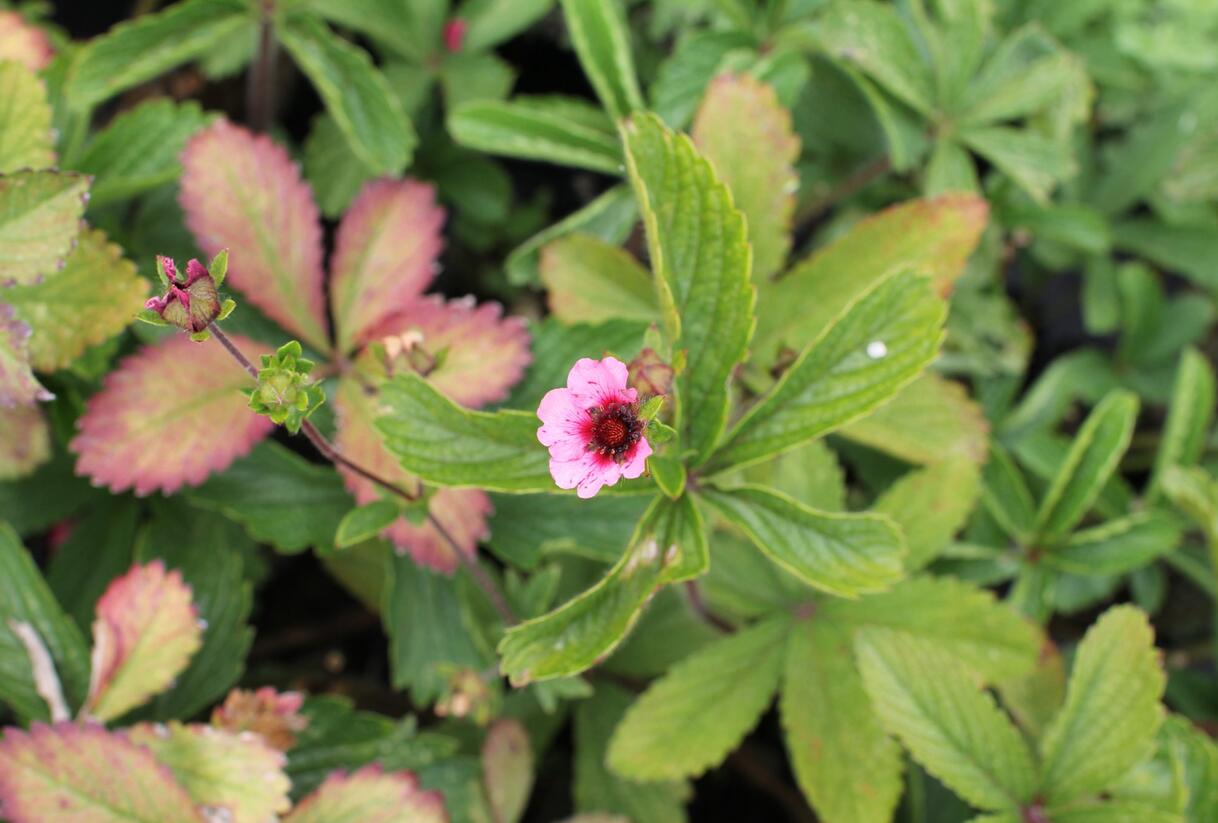 Mochna nepálská 'Miss Willmott' - Potentilla nepalensis 'Miss Willmott'