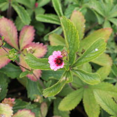 Mochna nepálská 'Miss Willmott' - Potentilla nepalensis 'Miss Willmott'