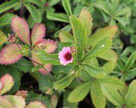 Mochna nepálská 'Miss Willmott'
