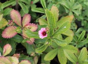 Mochna nepálská 'Miss Willmott' - Potentilla nepalensis 'Miss Willmott'