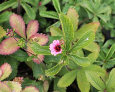 Mochna nepálská 'Miss Willmott'