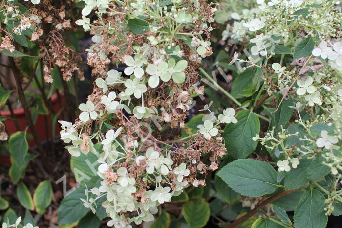 Hortenzie latnatá 'Bobo' - Hydrangea paniculata 'Bobo'