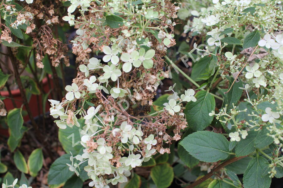 Hortenzie latnatá 'Bobo' - Hydrangea paniculata 'Bobo'
