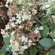 Hortenzie latnatá 'Bobo' - Hydrangea paniculata 'Bobo'