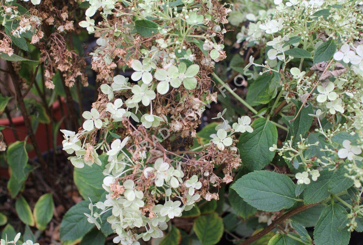 Hortenzie latnatá 'Bobo' - Hydrangea paniculata 'Bobo'
