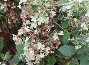 Hortenzie latnatá 'Bobo' - Hydrangea paniculata 'Bobo'