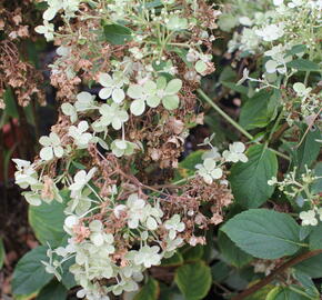 Hortenzie latnatá 'Bobo' - Hydrangea paniculata 'Bobo'