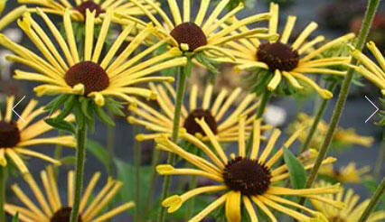 Třapatka plstnatá 'Henry Eilers' - Rudbeckia subtomentosa 'Henry Eilers'