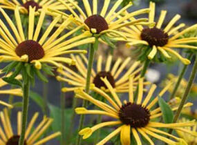 Třapatka plstnatá 'Henry Eilers' - Rudbeckia subtomentosa 'Henry Eilers'