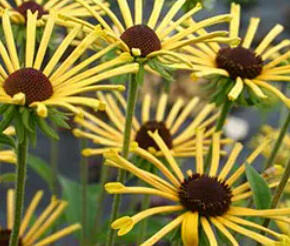 Třapatka plstnatá 'Henry Eilers' - Rudbeckia subtomentosa 'Henry Eilers'