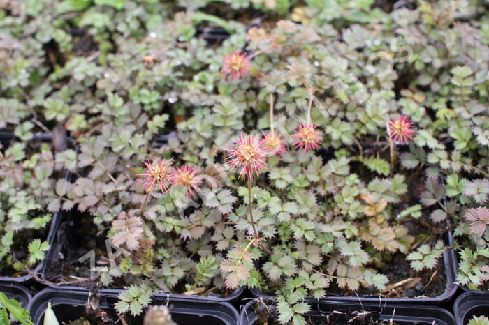 Plazilka drobnolistá - Acaena microphylla