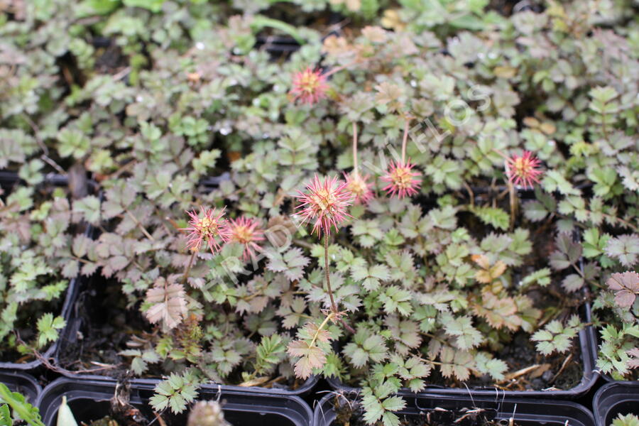 Plazilka drobnolistá - Acaena microphylla