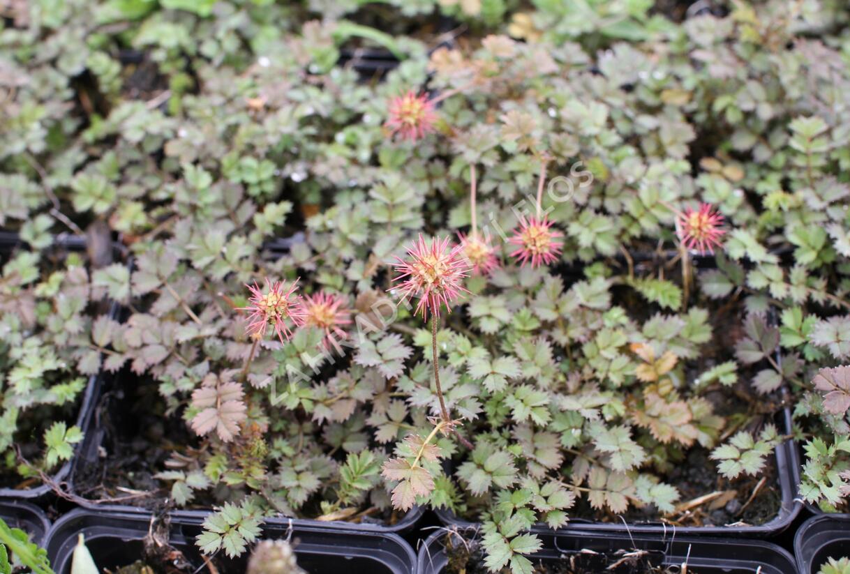 Plazilka drobnolistá - Acaena microphylla