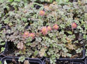 Plazilka drobnolistá - Acaena microphylla