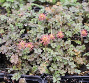 Plazilka drobnolistá - Acaena microphylla