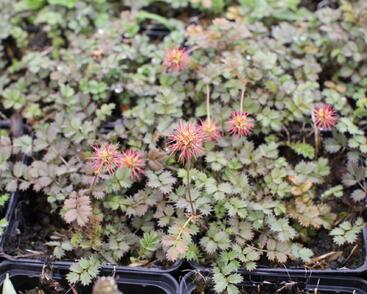 Plazilka drobnolistá