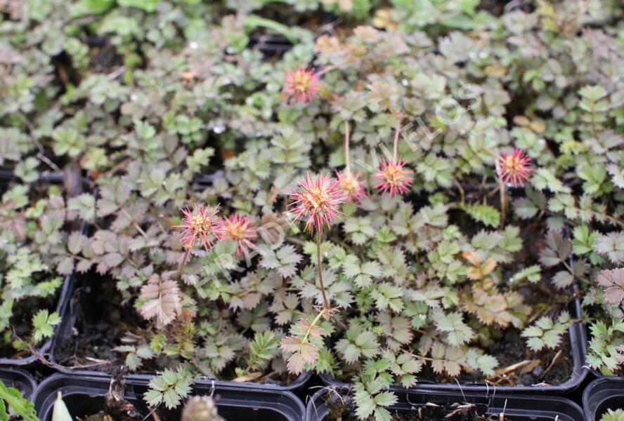 Plazilka drobnolistá - Acaena microphylla