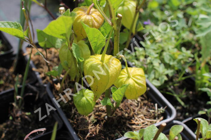 Mochyně 'Zwerg' - Physalis alkekengi 'Zwerg'