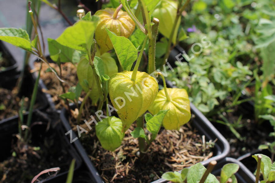 Mochyně 'Zwerg' - Physalis alkekengi 'Zwerg'