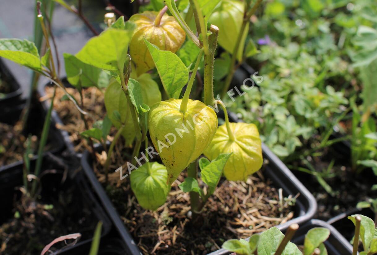 Mochyně židovská 'Zwerg' - Physalis alkekengi 'Zwerg'