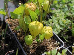 Mochyně židovská 'Zwerg' - Physalis alkekengi 'Zwerg'