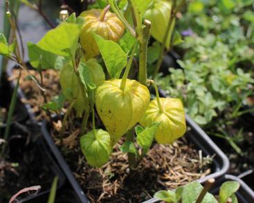 Mochyně židovská 'Zwerg'