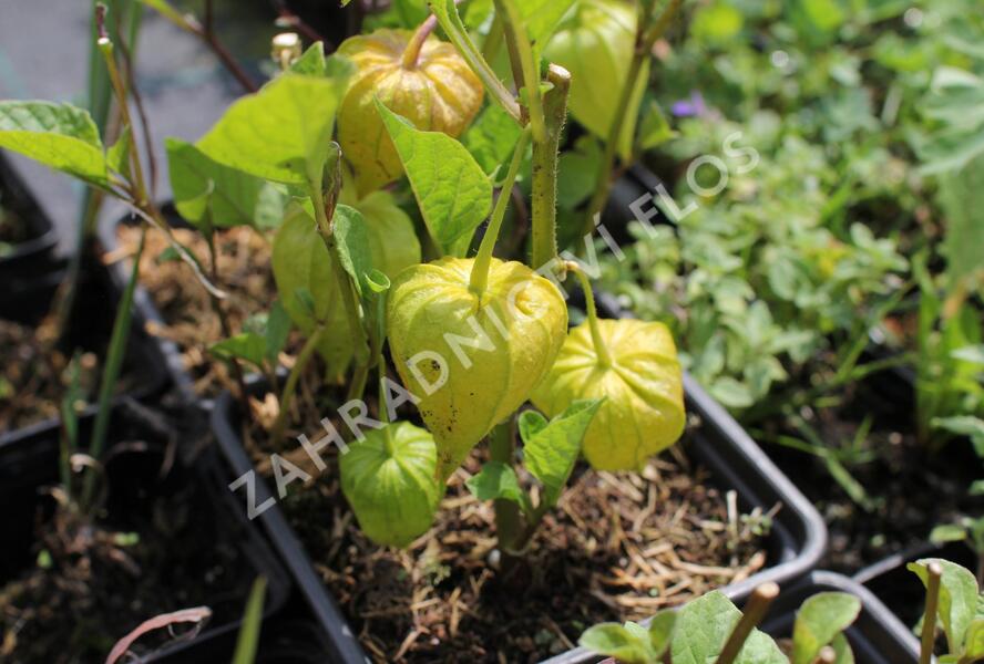 Mochyně židovská 'Zwerg' - Physalis alkekengi 'Zwerg'