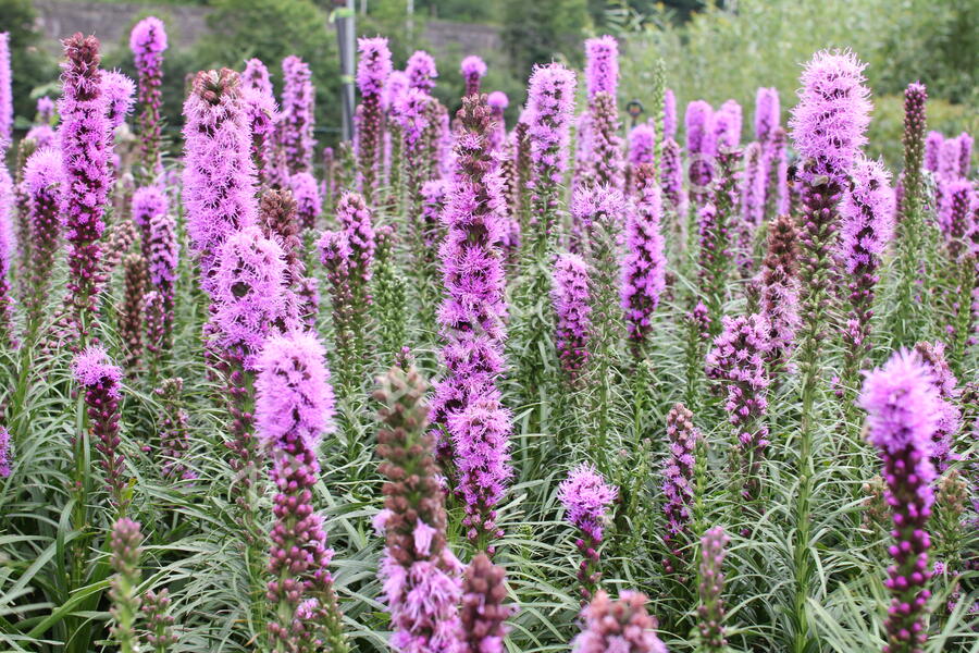 Šuškarda 'Kobold' - Liatris spicata 'Kobold'