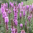 Šuškarda 'Kobold' - Liatris spicata 'Kobold'