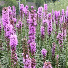 Šuškarda 'Kobold' - Liatris spicata 'Kobold'