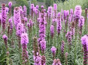 Šuškarda 'Kobold' - Liatris spicata 'Kobold'