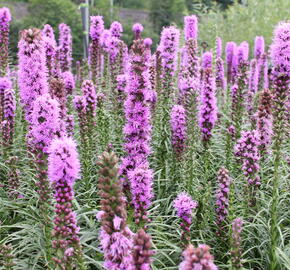 Šuškarda 'Kobold' - Liatris spicata 'Kobold'