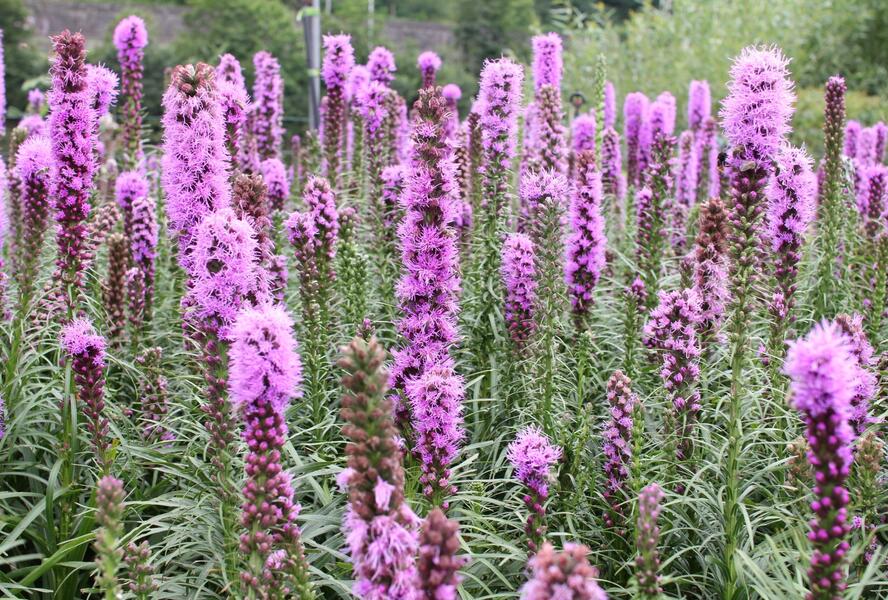Šuškarda 'Kobold' - Liatris spicata 'Kobold'